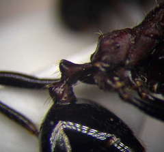 Messor denticulatus