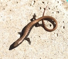 Elgaria multicarinata