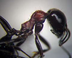 Messor denticulatus