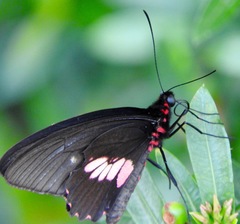 Parides erithalion