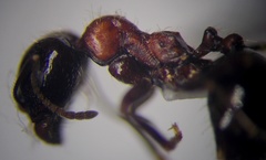 Messor denticulatus