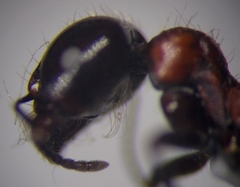 Messor denticulatus