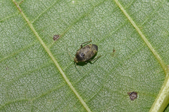 Charagochilus gyllenhalii