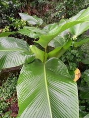 Calathea lutea