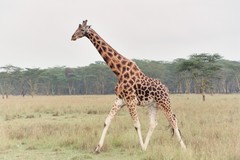 Giraffe photo 5