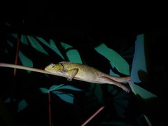 Calotes versicolor