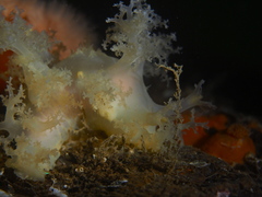 Dendronotus lacteus