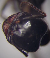 Messor denticulatus