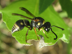 Stenodynerus propinquus