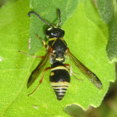 Stenodynerus propinquus