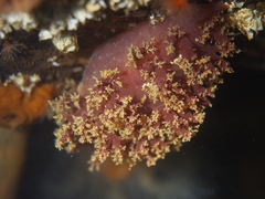 Dendronotus lacteus