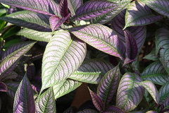 Strobilanthes auriculata dyeriana