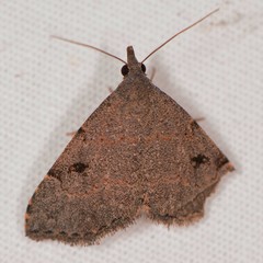 Nychioptera noctuidalis