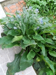 Borago officinalis
