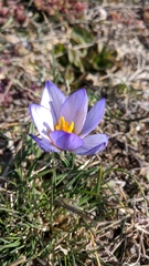 Crocus tauricus