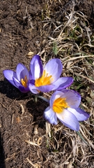Crocus tauricus