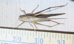 Neoconocephalus triops