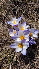 Crocus tauricus