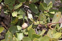 Disholandricus lasius