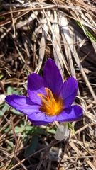 Crocus tauricus