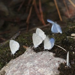 Celastrina echo cinerea