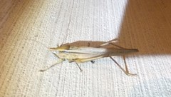 Neoconocephalus triops