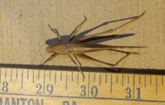 Neoconocephalus triops