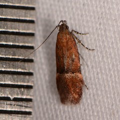Eudactylota iobapta