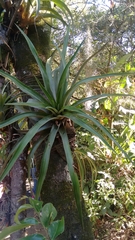 Tillandsia utriculata