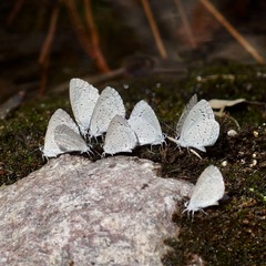 Celastrina echo cinerea