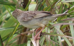 Cisticola natalensis