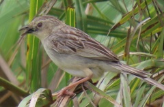 Cisticola natalensis