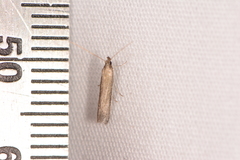 Barberia affinitella