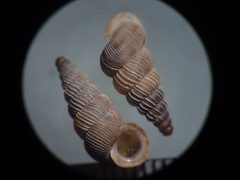 Image of Cochlostoma scalarinum