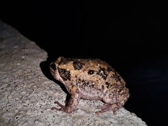 Kaloula baleata