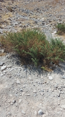 Ambrosia artemisioides