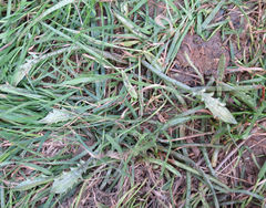 Eryngium vesiculosum