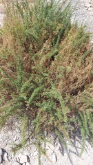 Ambrosia artemisioides