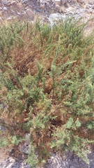 Ambrosia artemisioides