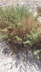 Ambrosia artemisioides