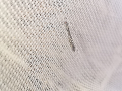 Empicoris rubromaculatus