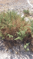 Ambrosia artemisioides