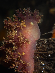 Dendronotus lacteus