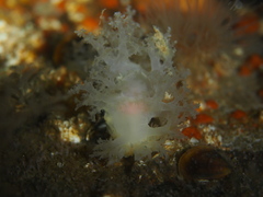 Dendronotus lacteus