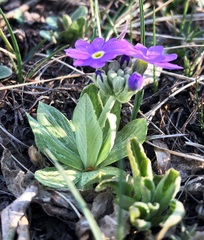 Primula nivalis subintegerrima