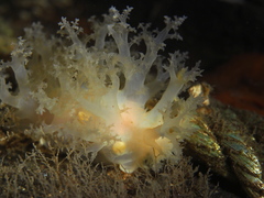 Dendronotus lacteus