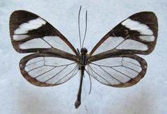 Ithomia patilla