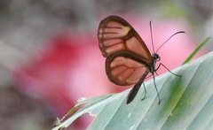 Pagyris cymothoe