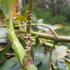 Eriococcus coriaceus