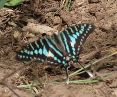 Graphium policenes policenes